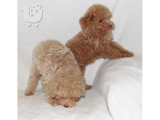 Όμορφη κουτάβια Poodle παιχνιδιών